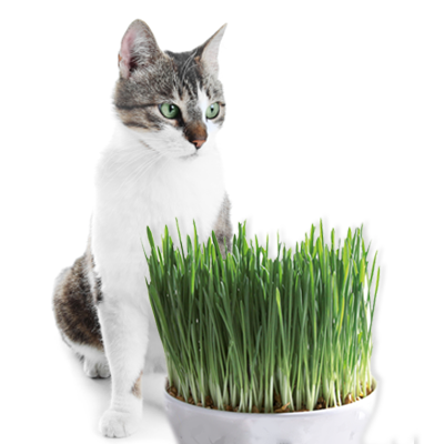 Catnip - Γρασίδι