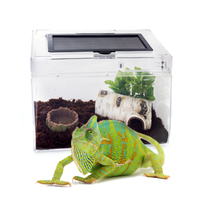 Διακοσμητικά Terrarium