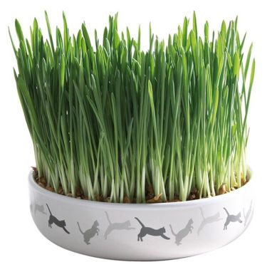 Trixie Cat Grass σε Κεραμικό μπολ 42341