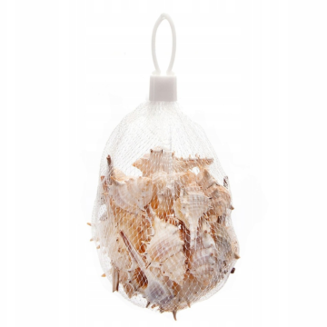 Nobleza Διακοσμητικά Κοχύλια (Long tail thorn conch) για ενυδρεία 150gr