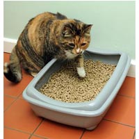 ΒΙΟΔΙΑΣΠΩΜΕΝΕΣ