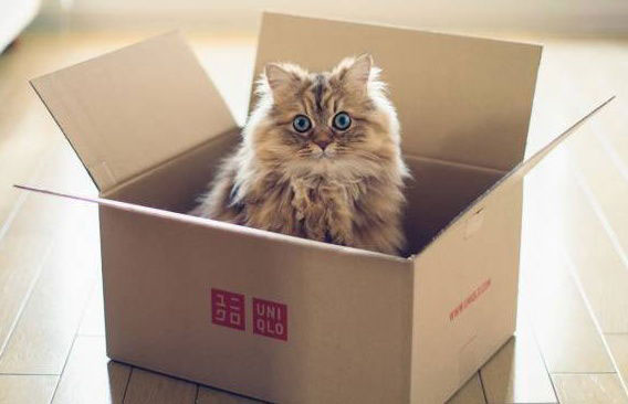 Τips για την πρώτη φορά που υποδέχεστε γατάκι στο σπίτι