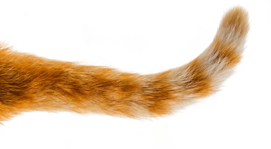 tail-cat