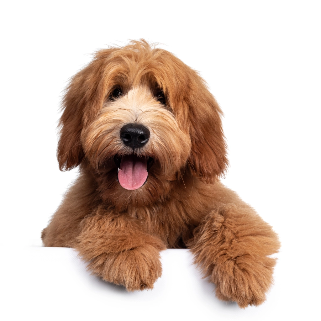 Doggie